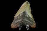 Fossil Megalodon Tooth - North Carolina #147778-2